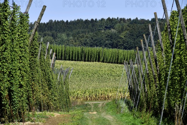 Hops ripe for harvesting, overview hop garden, panorama hop field, hill, mountain, hop vines,