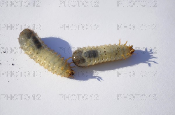 Grasshoppers on a white background