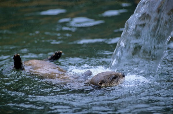Canadian otter, north american river otter (Lontra canadensis), Babyzoo Wingst