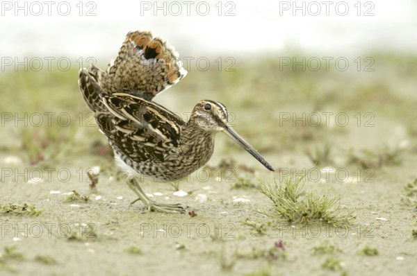 Snipe
