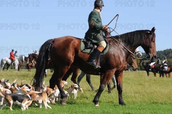 Riding, rider and beagle pack, drag hunt, beagle, pack, hunt, picorn, picorns