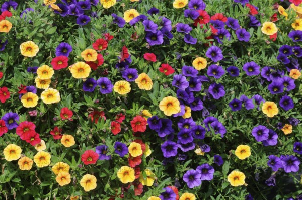 Magic Bells (Calibrachoa) Mini Famous Orange, Red Midnight Blue, Magic Bells