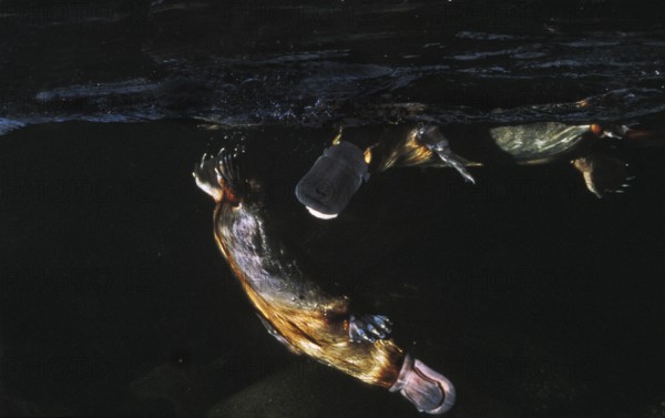 Platypus (Ornithorhynchus anatinus), mating shortly in front of mating, Australia, Oceania