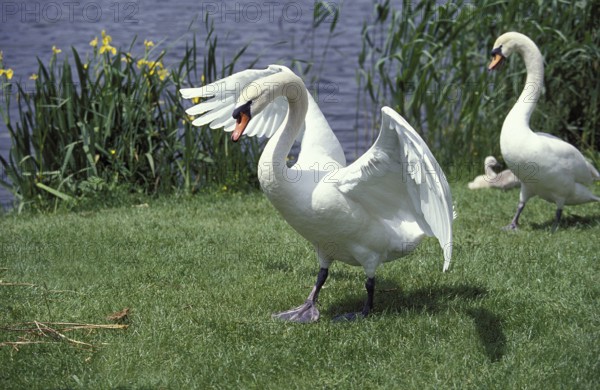 Mute swan (cygnus olor), ADULT PROTECTIVE CYGNET, THREAT HOLDING