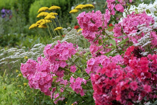 Perennial bed with flame flowers