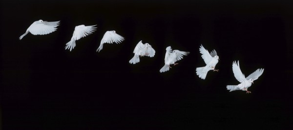 White dove, in flight, movement sequence