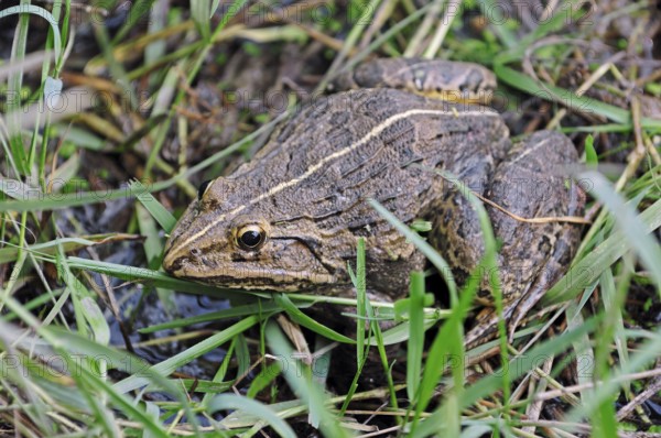 Indus Valley Bullfrog (Hoplobatrachus tigerinus), Keoladeo Ghana national park, Rajasthan, India,