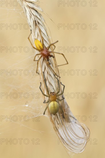 Thorn finger spiders (Cheiracanthium punctorium) Pair, Havelland, Brandenburg, Germany, Europe
