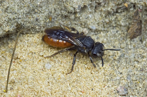 Large (Sphecodes albilabris) blood bee, nature reserve Boberger Sanddünen, Hamburg