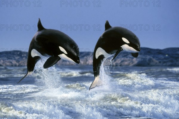 Killer whales (Orcinus orca)