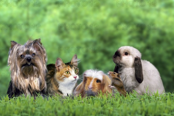 Pets: Yorkshire Terrier, Norwegian Forest Cat, Coronet Guinea Pig Pig, Golden Hamster and Dwarf Ram