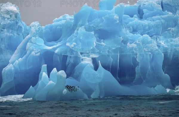 Bearded Penguin, Bearded Penguin, on blue iceberg, Antarctica (Pygoscelis antartica), Bearded