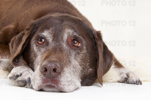 Brown, old dog