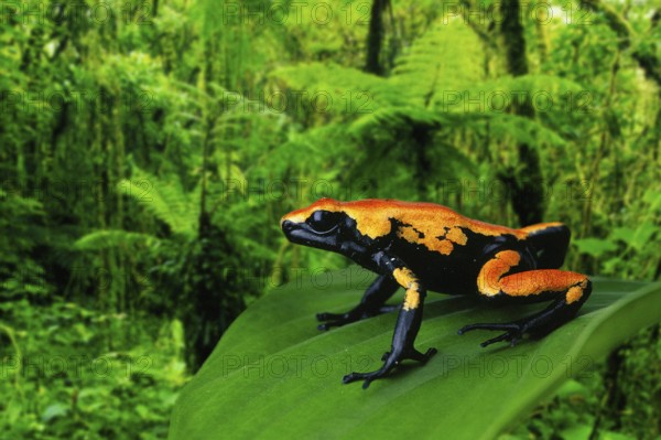 Spatterback poison dart frog (Dendrobates galactonotus), poison dart frog