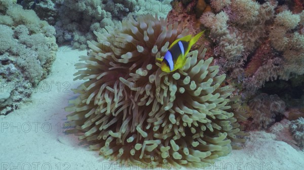 Red Sea Clownfish (Amphiprion bicinctus) or Threebanded Anemonefish swimming next to Bubble Anemone