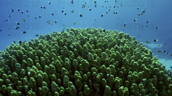 Hard corals colony Porites, school of colorful tropical fish swims above top of coral reef in