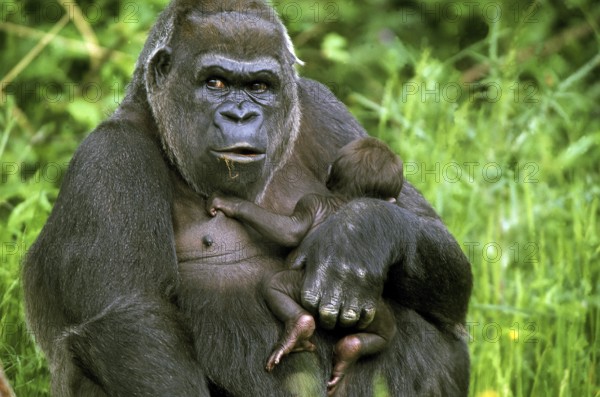 EAST WESTERN TIEFLAND GORILLA (gorilla gorilla) graueri, MOTHER CARRYING BABY