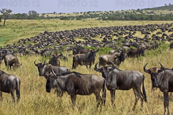 Blue Wildebeest (connochaetes taurinus), Herd migrating, Masai Mara Park in Kenya