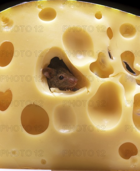 House mouse (mus musculus), adult eats Emmental cheese