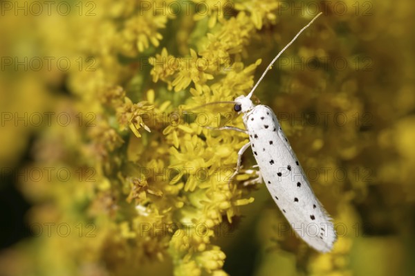 Spider moth on a goldenrod