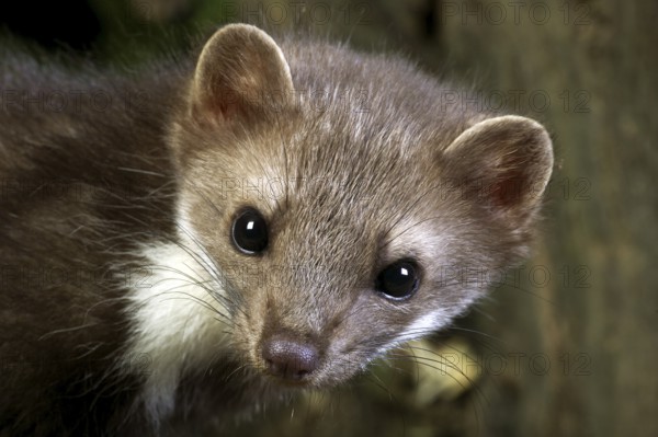 Beech marten (martes foina), portrait of young animals