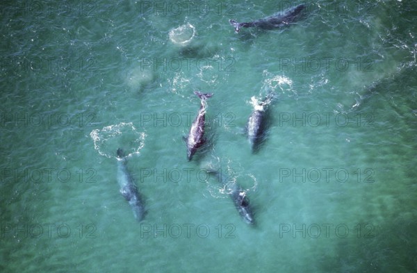 Gray whale (eschrichtius robustus) OR GREY WALF, AIR VIEW OF THE GROUP, BAJA CALIFORNIA IN MEXICO