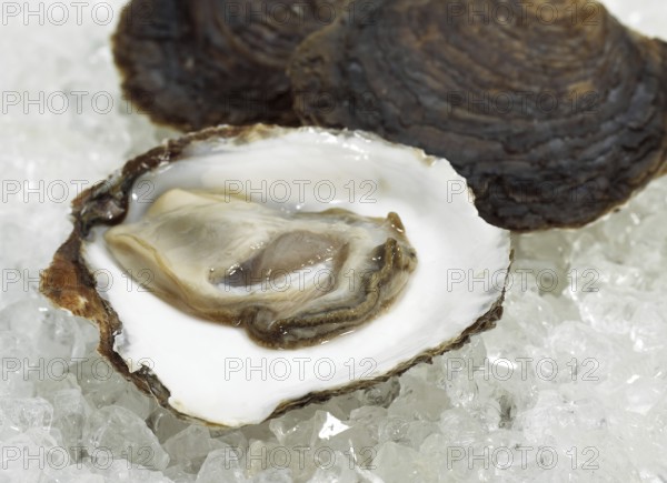 French Belon oyster, ostrea edulis on ice
