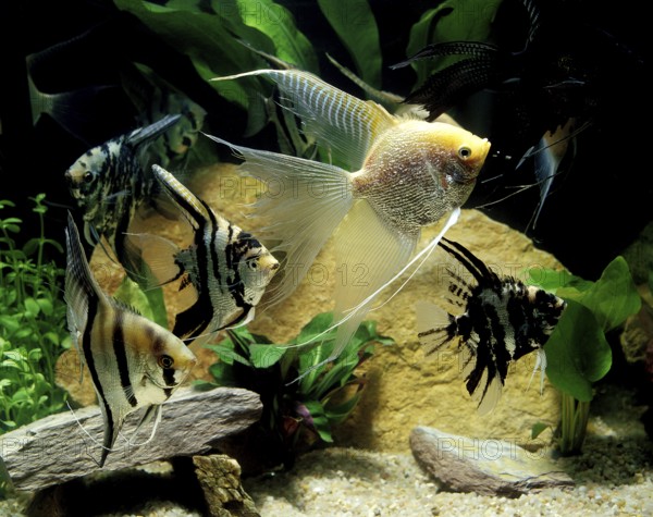Angelfish, Sailfin, Angelfish, Other Animals, Fish, Animals, Cichlids, Angelfish, pterophyllum
