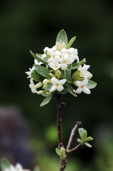 Alpine daphne (Daphne alpina)