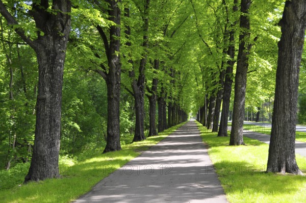 Herrenkrugpark, North Park in Magdeburg, Avenue