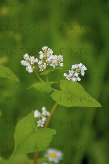 Common buckwheat (Fagopyrum esculentum) flowering