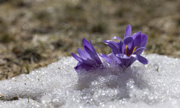 Crocus blossoms in the snow