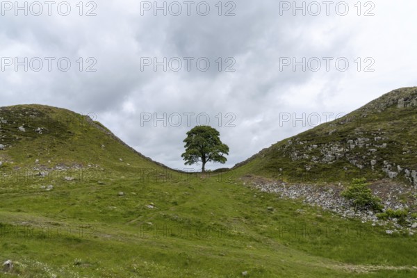 A view of the landmark Sycamore Gap on Hadrian's Wall in northern England