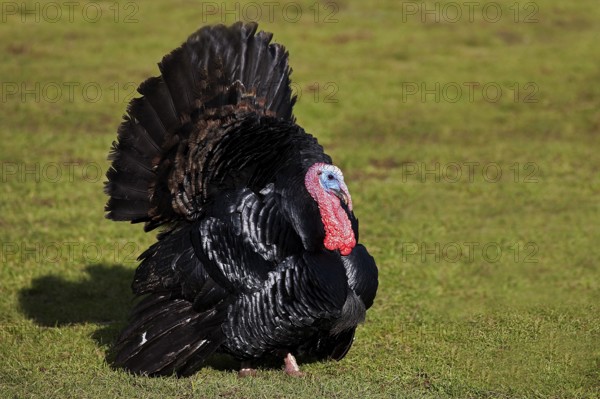 Black Norman turkey, a French breed, male court depiction