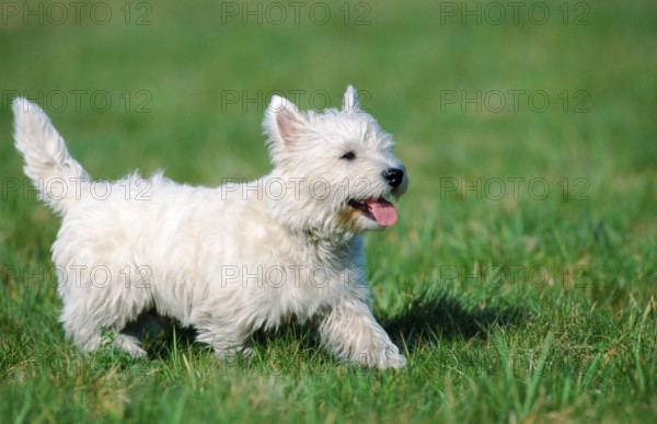 West Highland White Terrier (mammals) (animals) (domestic dog) (pet) (outside) (outdoor)