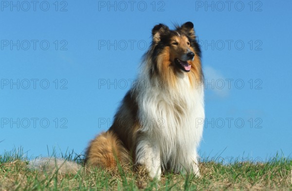 Rough Collie