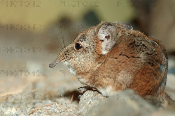 Short eared Elephant Shrew, short-eared trunkjumper, short-eared trunkjumper, short-eared elephant
