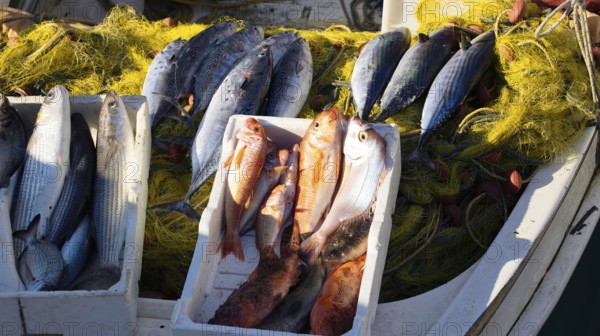 Freshly caught fish for sale such as bonitos, mullets, red mullets, fishing port, Saranda, Albania,