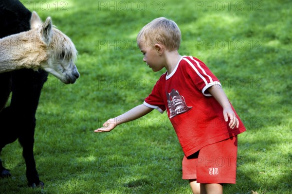 Child with Alpaca (vicugna pacos), Zoo en Normandy