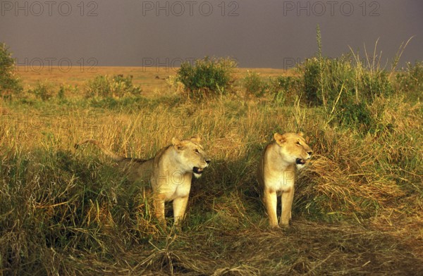 African Lion (panthera leo), Females in Savannah, Masai Mara Park in Kenya