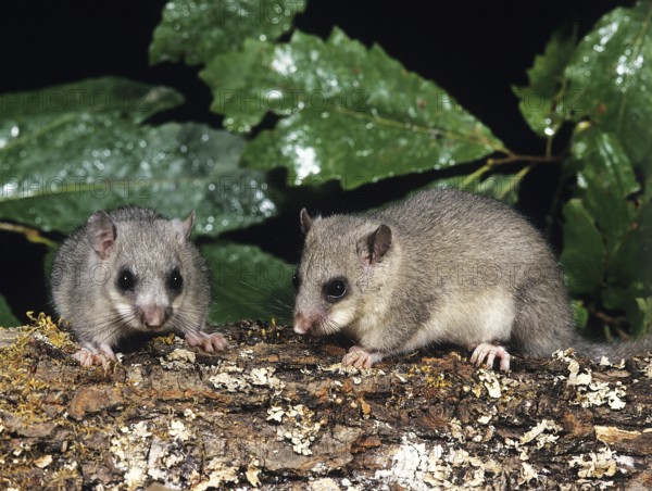 Edible Dormouse (glis glis), Pair