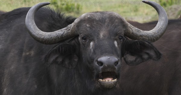 African Buffalo (syncerus caffer), Adult who ruminates, Masai Mara Park in Kenya