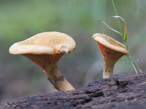False chanterelle (Hygrophoropsis aurantiaca)