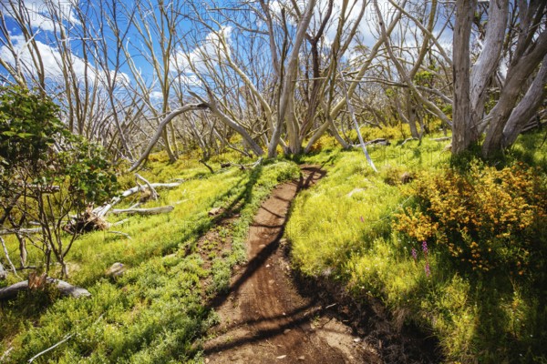 Misty Twist trail during summer at Mt Buller in Victoria, Australia, Oceania