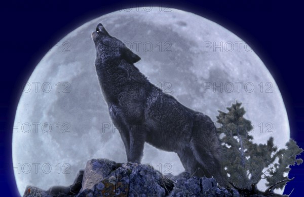 European Wolf (canis lupus), Adult Howling at the Moon