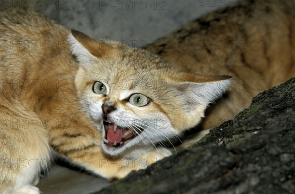 SAND sand cat (felis margarita), ADULT SNARLING