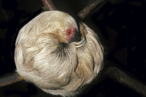Three Toed Sloth (bradypus tridactylus), Adult sleeping