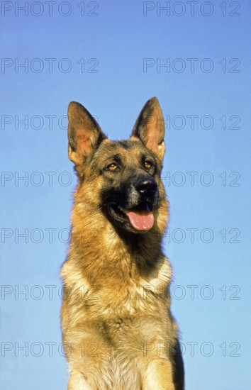 German Shepherd Dog, Portrait of Adult with Tongue out against Blue Sky