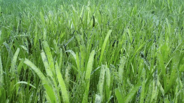 Closeup of seagrass bed covered with Sickle-leaved Cymodocea seagrass (Thalassodendron ciliatum)