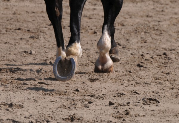 Dressage, dressage riding, hooves, horseshoes, outdoor riding arena
